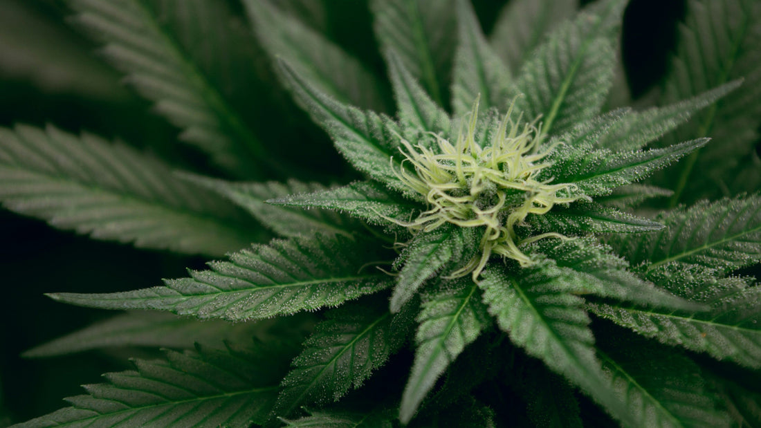Cannabinoid Synergy: The Entourage Effect Explained