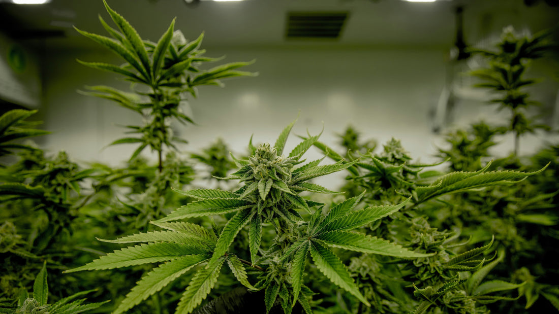 The Difference Between Indoor, Greenhouse, and Outdoor Flower