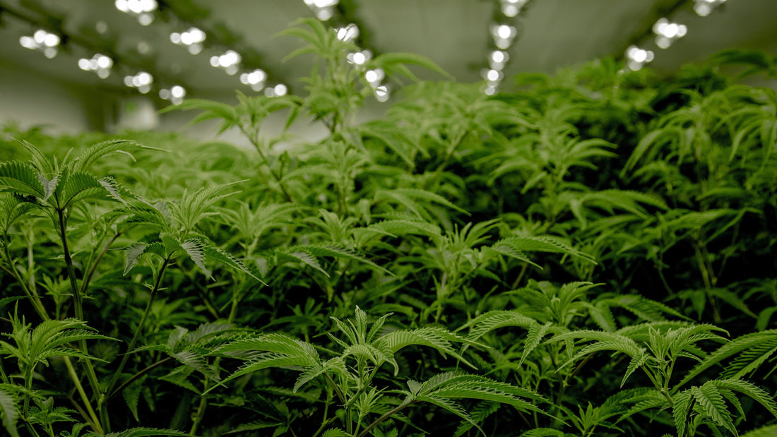 THC-A vs. THC: What's The Difference?