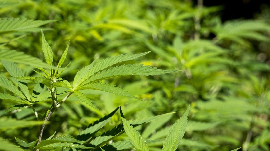 What is THC-A? Everything You Need to Know