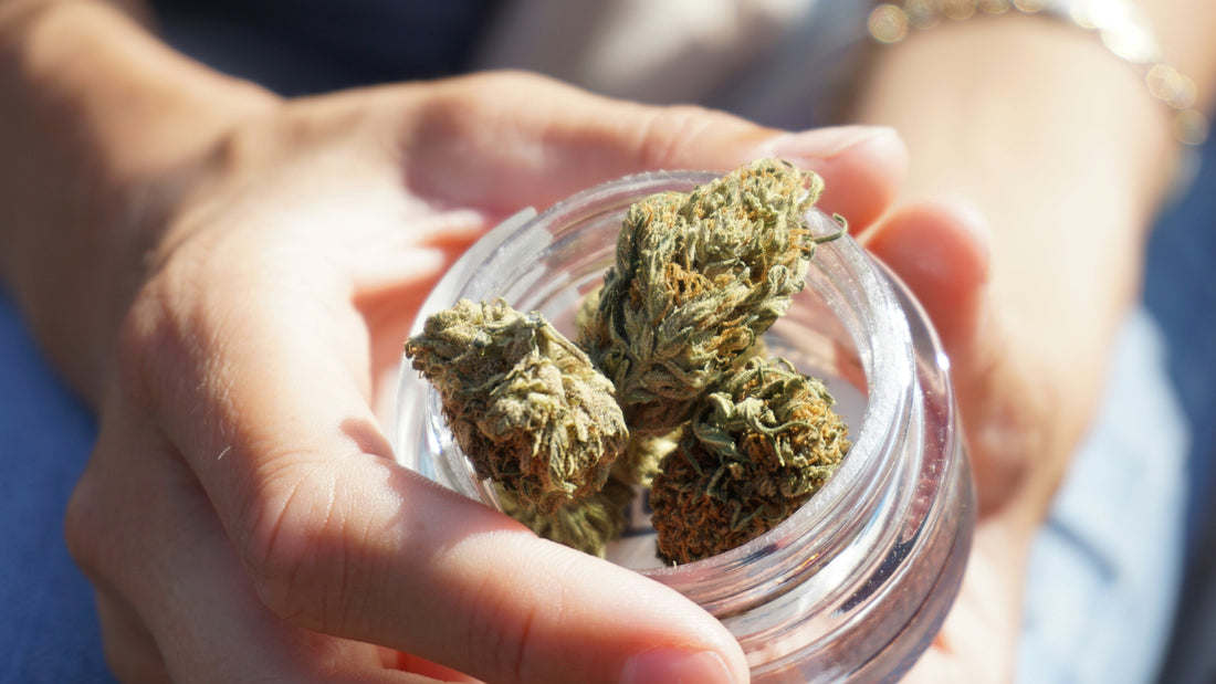 What Are PGRs In Cannabis Cultivation? Red Flags & What To Know