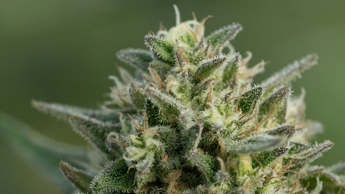 What Are Trichomes? The Tiny Heroes Of Your Flower