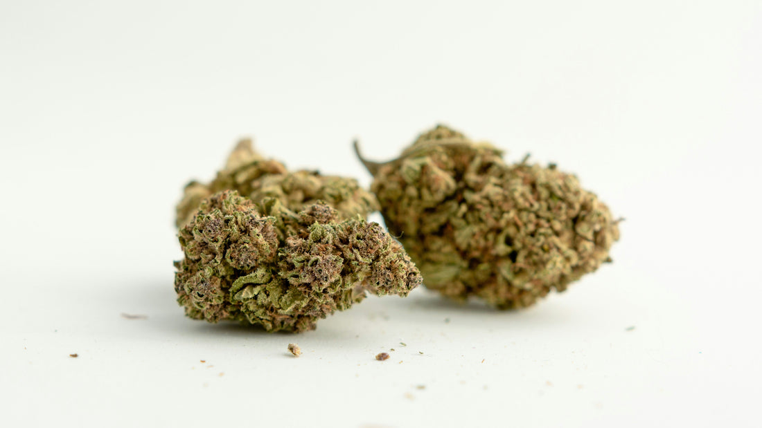 CBD Flower vs. THCA Flower: What’s The Difference?