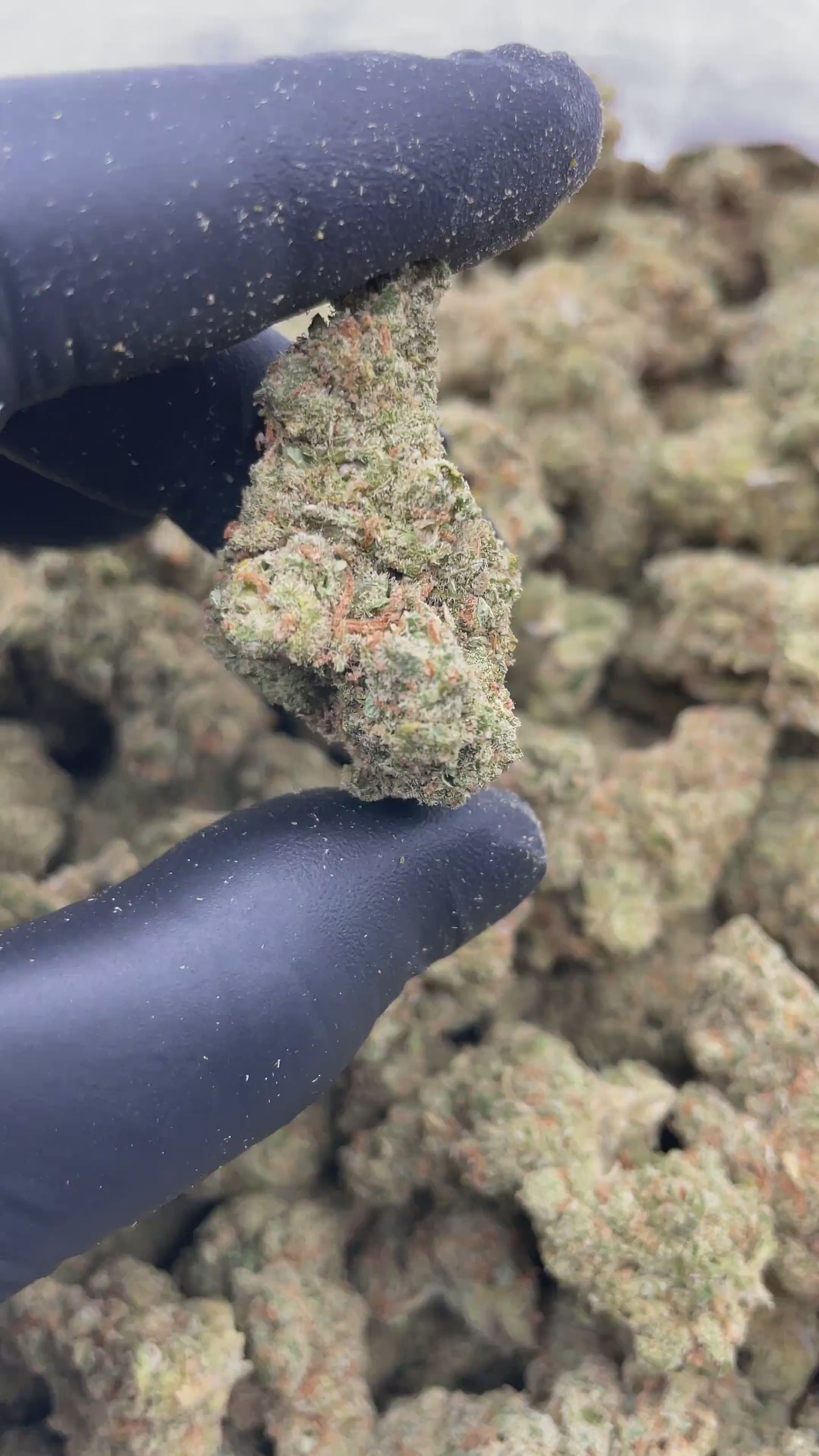 Black Jack