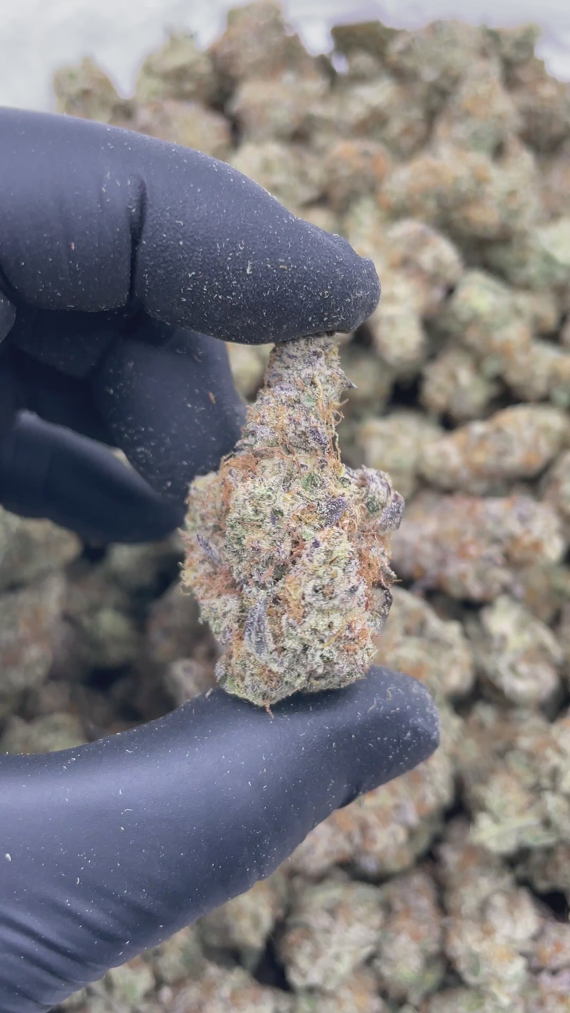 Mendo Breath