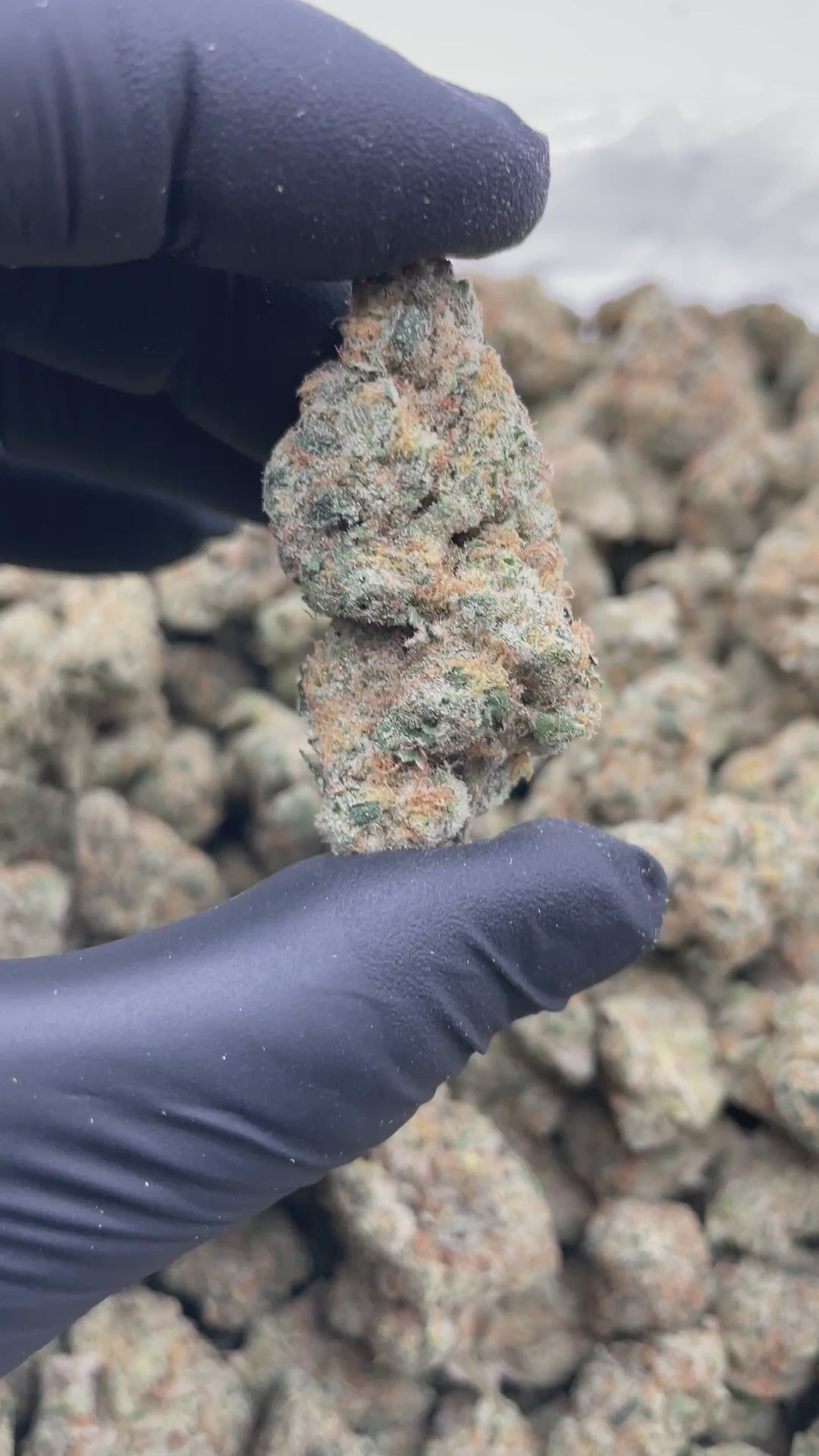 Alien Apple Kush