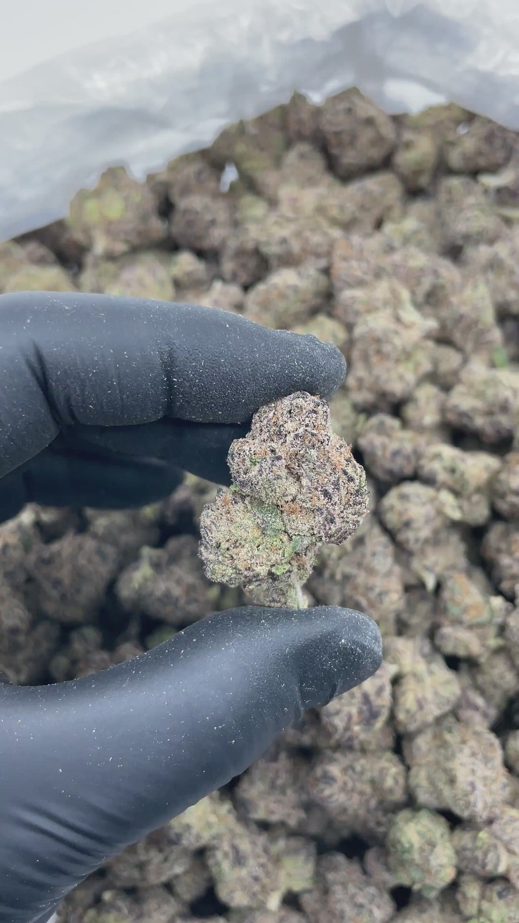 Grape Candy